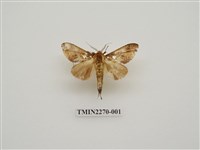 藏品(錦舟蛾)的圖片